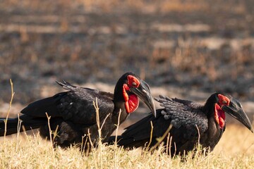 Southern Ground Bill in Namibia Caprivi Region