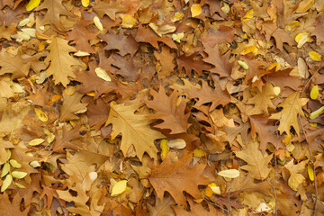 Brown fallen leaves of northern red oak on the ground in November