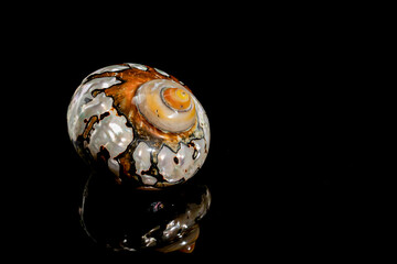 South African Turban Shell on a black background
