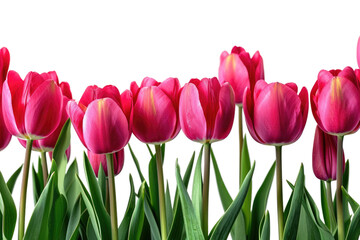 Tranquil Tulips Banner Isolated on Transparent Background