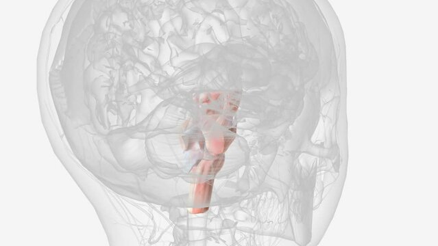 Brainstem, area at the base of the brain that lies between the deep structures of the cerebral hemispheres and the cervical spinal cord .