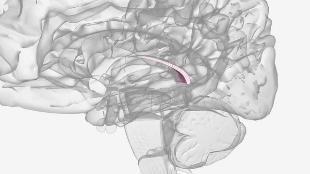 Commissure of fornix of forebrain .