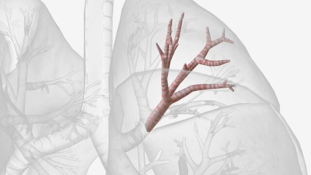 The posterior segmental bronchus of the right superior lobe bronchus ramifies to form the bronchial tree .