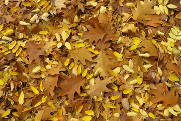 Background - brown fallen leaves of northern red oak in November