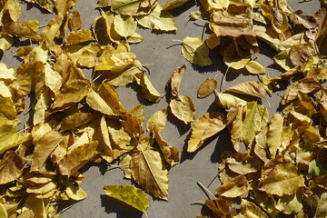 Fallen leaves of mulberry on concrete ground in October