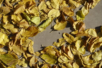 Yellow fallen leaves of mulberry on concrete ground in october