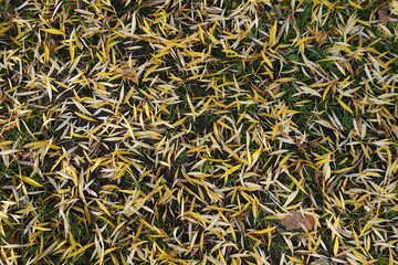 Background - yellow fallen leaves of willow on the ground in November