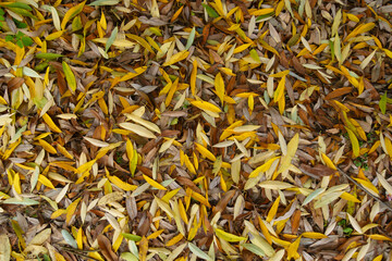 Backdrop - fallen leaves of willow on the ground in November