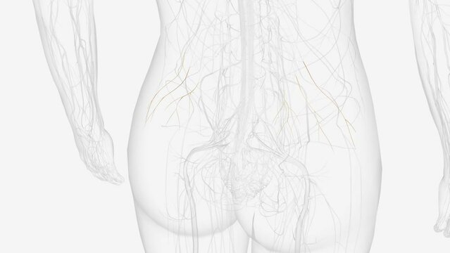 The superior gluteal nerve is a motor branch of the sacral plexus that arises from the posterior divisions of the L4, L5, and S1 anterior roots .