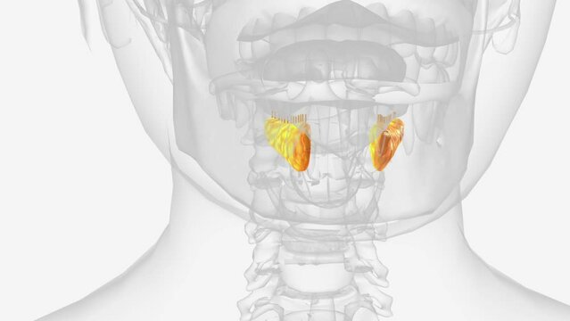 Sublingual glands and ducts 3d medical