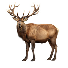 Elk clip art