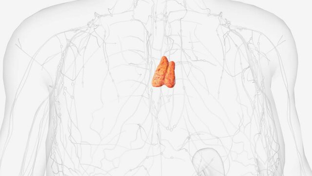 The thymus gland is in the chest between the lungs .
