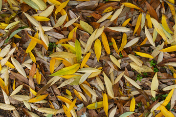 Cover of fallen leaves of willow on the ground in November