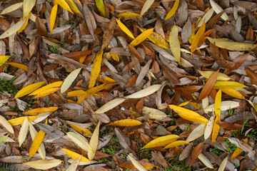 Dark brown and bright yellow fallen leaves of willow on the ground in November