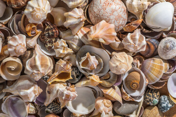 beautiful Mediterranean seashells as background 11