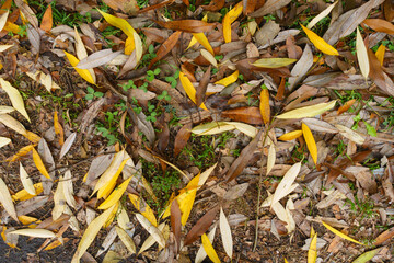 Dry fallen leaves of willow on greenery in November