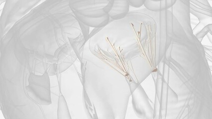 Mitral valve chordae tendinease 3D MED CAL