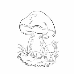 Mushrooms. For coloring book pages. Outline drawing. Lessons for kids. Natural history and botany. drawing lessons for adults and children. Black and white drawing. Drawing for anti stress therapy.