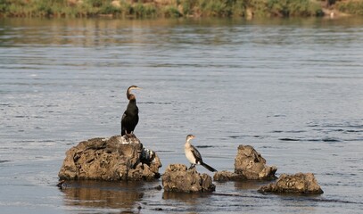 African Darter and Long-tailed Cormorant on the Zambezi River in the Caprivi Region on a sunny day.