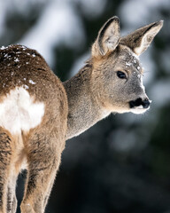Roe deer portrait in winter forest scenery - 718821600