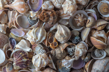 beautiful Mediterranean seashells as background 8