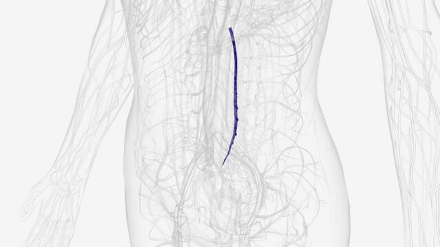 In human anatomy, the inferior mesenteric vein is a blood vessel that drains blood from the large intestine .