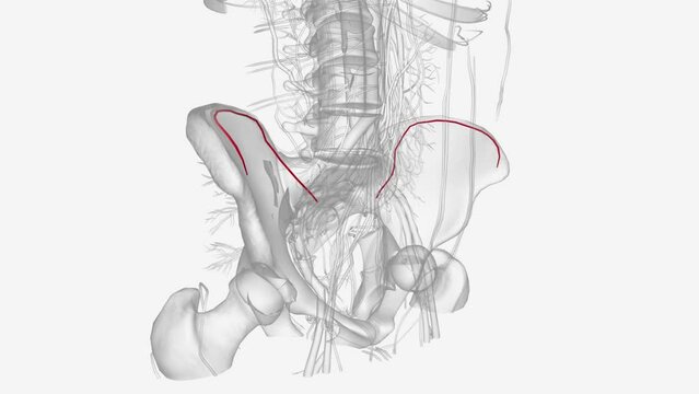 The iliolumbar artery originates from the posterior division of the internal iliac artery.
