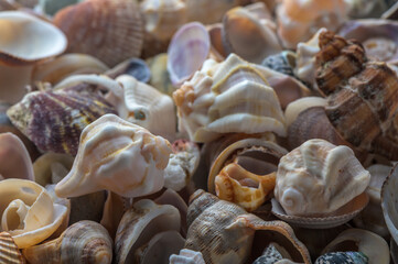 beautiful Mediterranean seashells as background 7