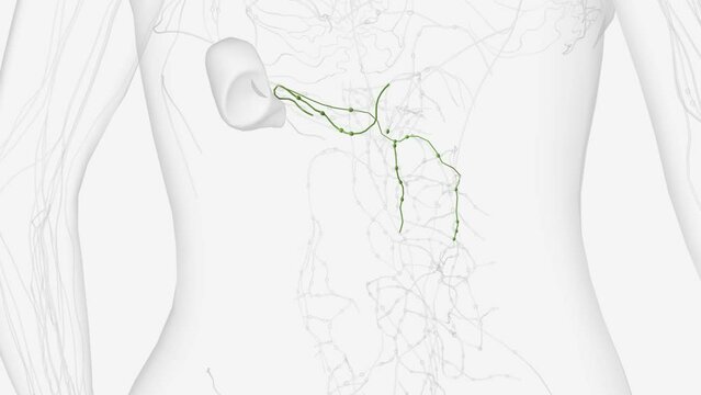 The lymphatic system of the pancreas is a complex, intricate network of lymphatic vessels and nodes responsible for the drainage of the head, neck, body, and tail of the pancreas