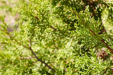 Green juniper branches in the park in spring.
