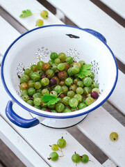 Fresh gooseberries in a metal colander on a white bench in a garden