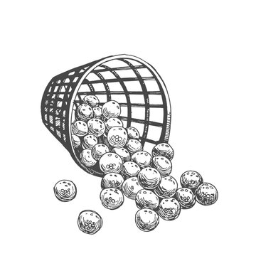 Golf bucket with balls in sketch style. Black and white hand-drawn illustration.