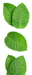 Mint leaf isolated clipping path