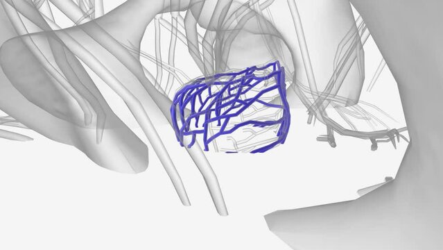 The prostatic venous plexus is a network of small veins that surrounds and drains the prostate gland of the male pelvis .