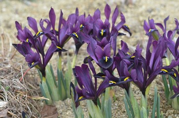 Spring blooming Iris histrioides 'George'