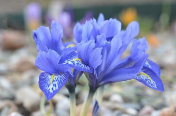 Spring blooming Iris histrioides 'Lady Beatrix Stanley'