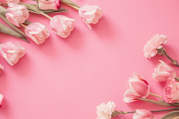 pink tulips on pink paper background