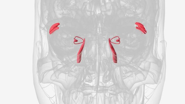 The lacrimal apparatus is the system responsible for the drainage of lacrimal fluid from the orbit .