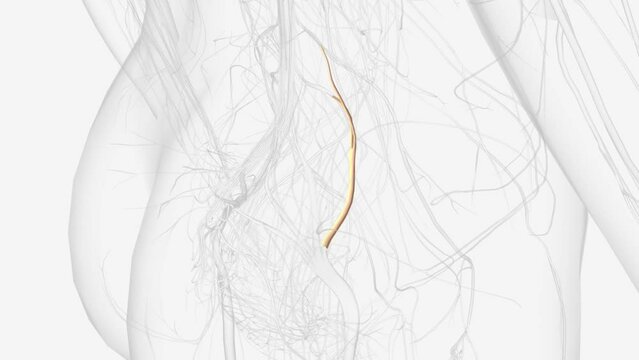Right lumbcsacral trunk L4 L5.