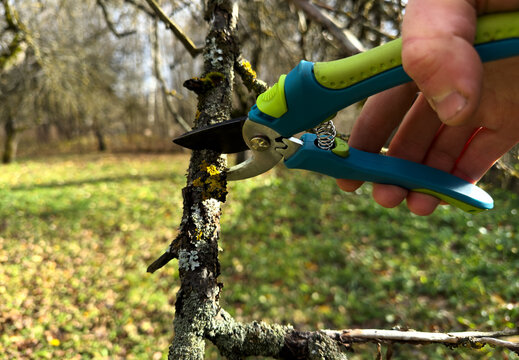 Cutting branches on apple tree use Garden pruning shears. Pruning tree with clippers on backyard in village. Cut branch use branch cutter. Trimming tree branch in spring in rural garden. Pruning tools