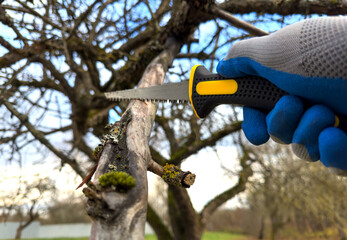 Saw branch. Cut branch use branch saw. Cutting branches on apple tree use Garden saw. Trimming tree...