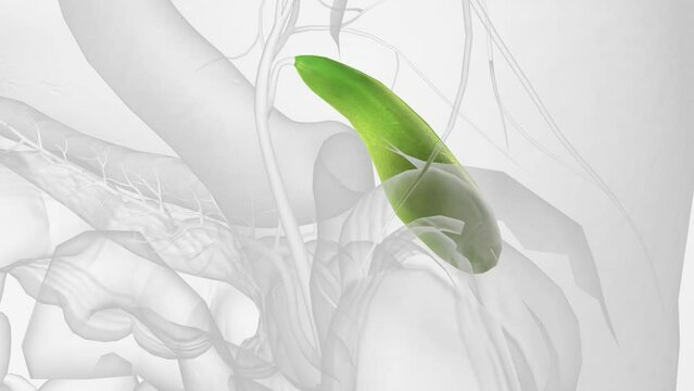 Your gallbladder is a small, pear-shaped organ in your upper right abdomen .