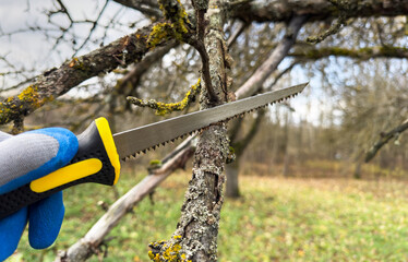Saw branch. Cut branch use branch saw. Cutting branches on apple tree use Garden saw. Trimming tree...