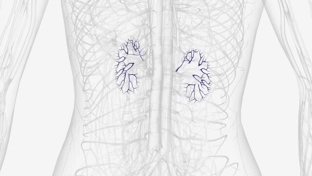 The Renal Veins In The Renal Circulation, Are Large-calibre Veins That Drain Blood Filtered By The Kidneys Into The Inferior Vena Cava