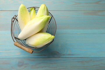 Fresh raw Belgian endives (chicory) in metal basket on light blue wooden table, top view. Space for text - obrazy, fototapety, plakaty