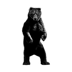 Kodiak Bear hand drawing vector isolated on background.