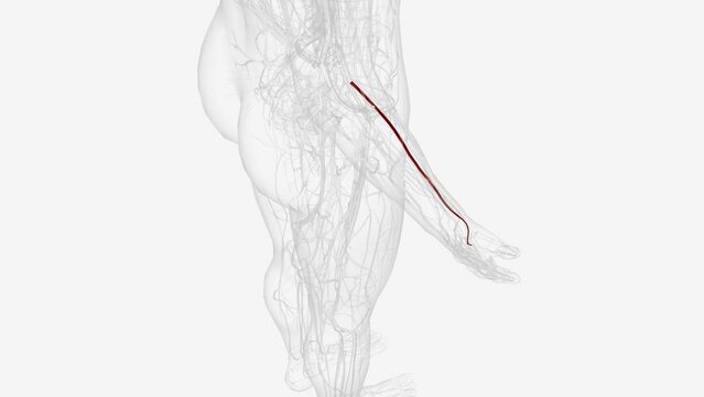 The radial artery is a blood vessel that supplies blood to the forearm (lower part of the arm) and hand.