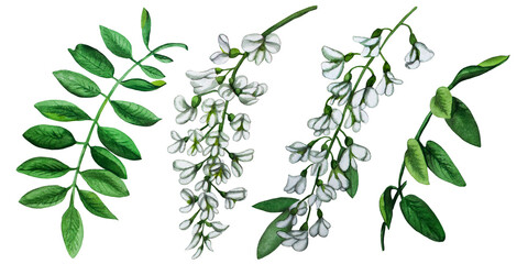 Flower set composition white acacia. Handmade watercolor banner. Painted bouquet with flowers, branches and leaves isolated on a white background. botanical illustration