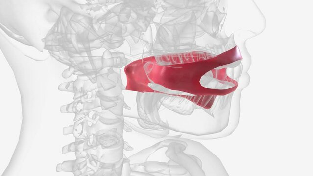 The oral mucosa is the mucous membrane lining the inside of the mouth .