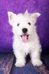 West Highland White Terrier puppy on a purple background in studio